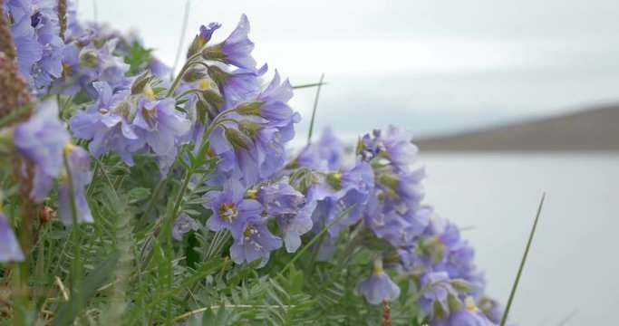 Arctic Flowers Beautiful shot of Arctic Flowers at Spitsbergen Norway