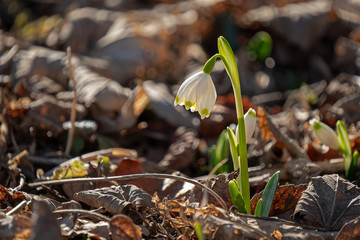 Snowdrop Leucojum vernum  between winter leaves
