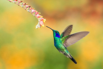 Green violetear, Colibri thalassinus, hovering next to red flower in garden, bird from mountain tropical forest, Peru, natural habitat, beautiful hummingbird, colourful and clear background