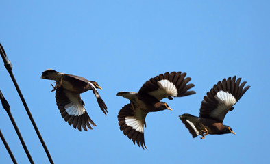 Close up Mynah Bird flying in The Air Isolated on Blue Sky, Selective Focus