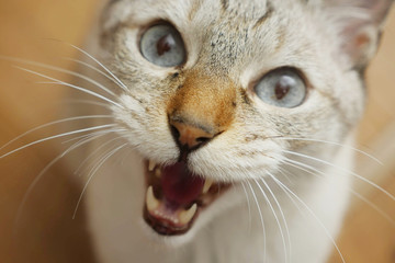 子猫のクローズアップ