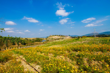 Fototapeta na wymiar Springtime, Summer, Austria, Meadow, Agricultural Field
