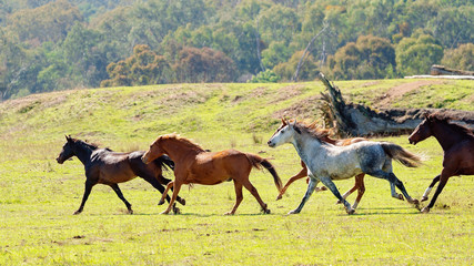 Fototapeta na wymiar A Herd Of Wild Horses Racing Across Country