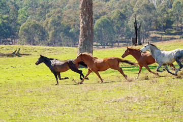 A Herd Of Wild Horses Racing Across Country