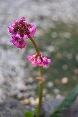 Blüten einer Bergenie (Bergenia)