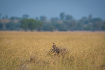 A habitat image of Common kestrel or Falco tinnunculus sitting on a beautiful perch at tal chappar blackbuck sanctuary, India