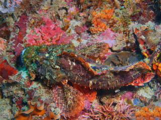 The amazing and mysterious underwater world of Indonesia, North Sulawesi, Bunaken Island, scorpionfish