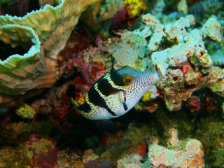 Naklejka na ściany i meble The amazing and mysterious underwater world of Indonesia, North Sulawesi, Bunaken Island, boxfish