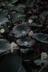 Lotus leaf and lotus flower naturally