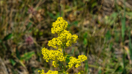 Yellow Bedstraw or Galium verum flowers close-up, selective focus, shallow DOF