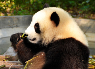 Big panda sitting on the floor and eating bamboo, China