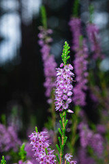 Wild Purple Common Heather or Calluna vulgaris blossom close-up, selective focus, shallow DOF