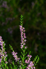 Wild Purple Common Heather or Calluna vulgaris blossom close-up, selective focus, shallow DOF