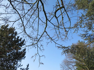different trees and blue sky