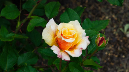 Flower of orange rose in garden on a bush, close-up, selective focus, shallow DOF