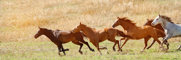 A Herd Of Wild Horses Racing Across Country