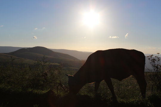 Single cow in field at sunrise or sunset