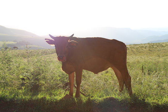 Single cow standing in open field