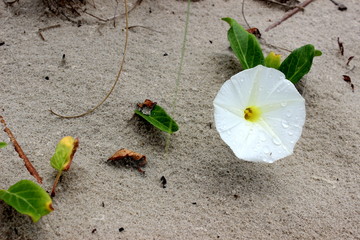 White flower detail of the coastal vegetation of the beach of Barra do Una, located at...