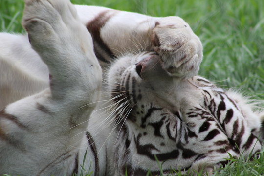 White tiger lying on its back, playfully in the grass