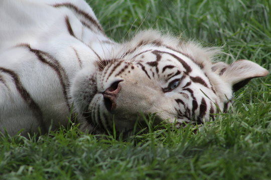 Lazy white tiger lying in the green grass