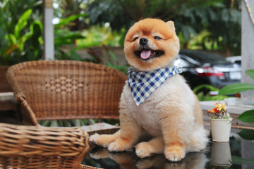 brown pomeranian dog happy smile