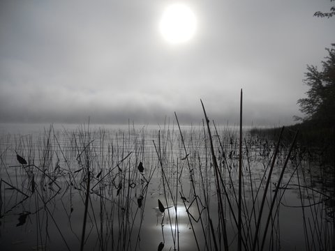 Silhoetted reeds in the water with hazy sun and fog