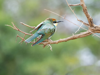 Juvenile European Bee-eater