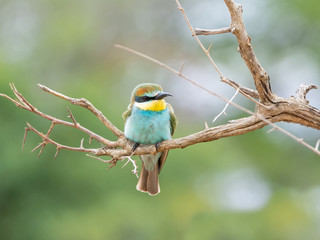 Juvenile European Bee-eater
