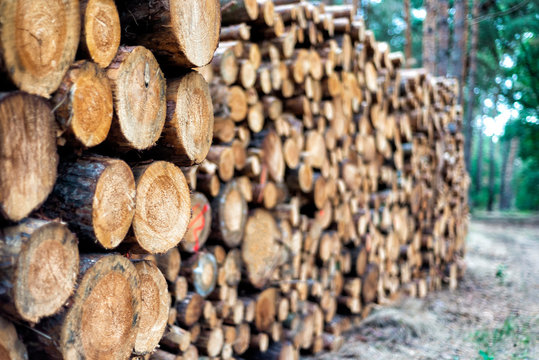 frische Holzst&auml;mme nach dem F&auml;llen in einem Wald