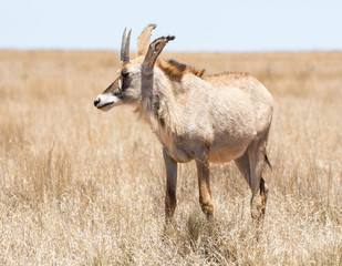 Roan Antelope