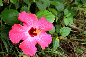 Isolated pink red flower of the hibiscus bush, with green background of its leaves.