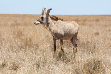 Roan Antelope