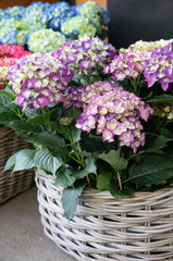 Basket of potted purple hydrangea or Hydrangea macrophylla in the flower shop.