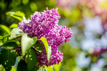 Obraz premium Pink lilac blooms in the Botanical garden 