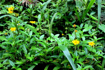 Fototapeta premium Simple texture of ground vegetation, with small yellow daisies and green foliage.