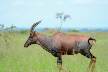 antelope in Safari in African
