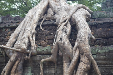 Fototapeta na wymiar roots of a tree