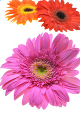 pink gerbera flower isolated on white background