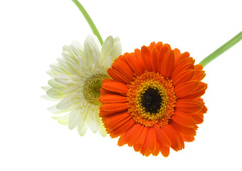 colorful  gerbera flower isolated on white background