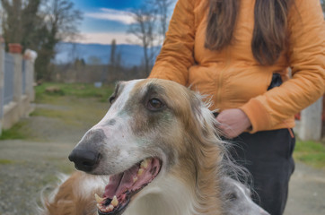 detail of grey hound dog in a meadow