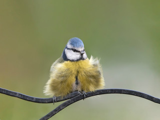 fluffed up bluetit