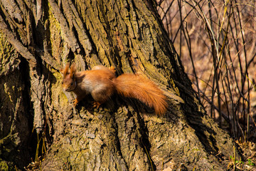 Beautiful funny squirrel sitting on a tree in the park.