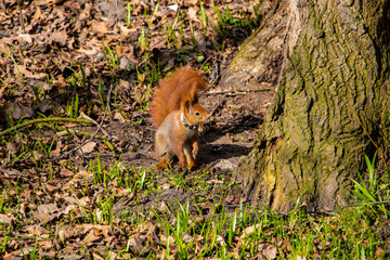 Obraz premium Funny big squirrel sits on its hind legs and carefully looks.