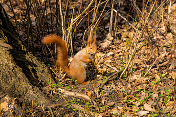 Funny big squirrel sits on its hind legs and carefully looks.