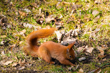 Beautiful squirrel is looking for or hiding a nut in the park.