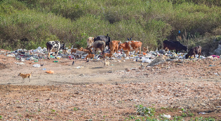garbage dump and animals