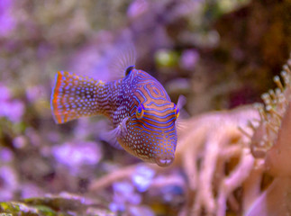 colorful pufferfish