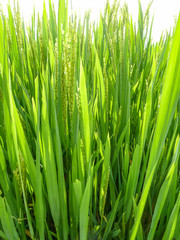 rice plant closeup