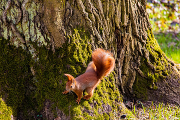Beautiful funny squirrel sitting on a tree in the park.